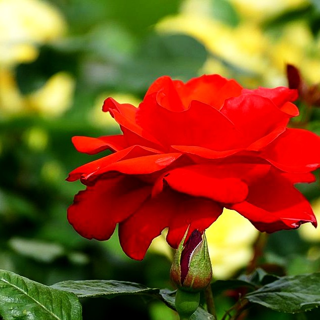 Beetrose 'Chorus' (Rosa BT II)