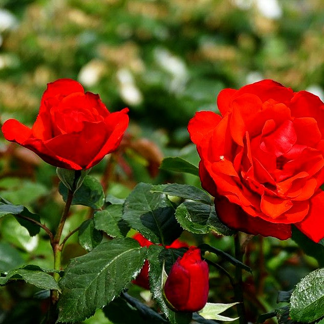 Beetrose 'Chorus' (Rosa BT II)