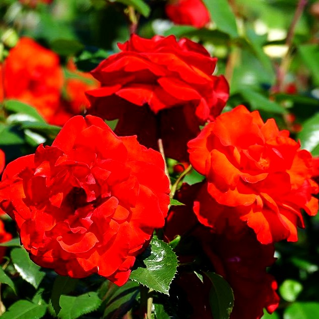 Beetrose 'Chorus' (Rosa BT II)
