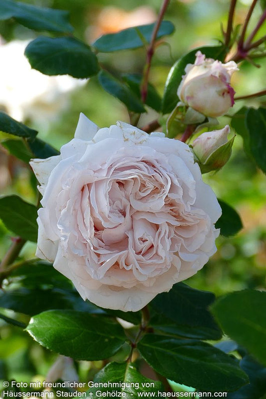 Beetrose 'Constanze Mozart'  -R- 'Constanze Mozart' (Rosa  BT VI)