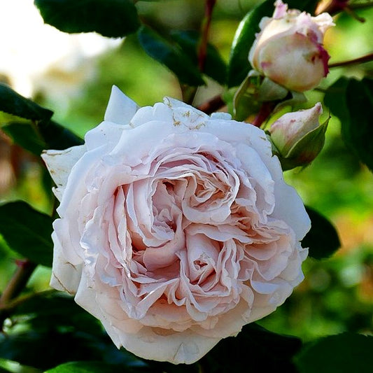 Beetrose 'Constanze Mozart' (Rosa BT VI)