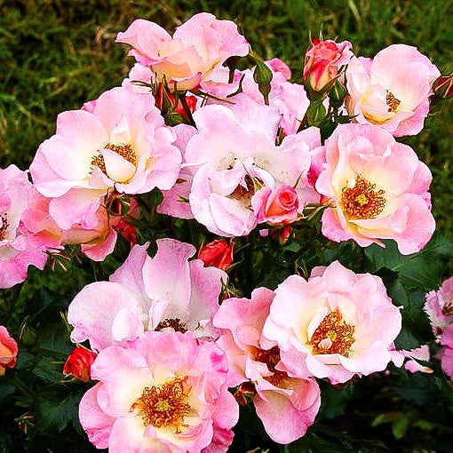 Beetrose 'Dolomiti' (Rosa BT IV)