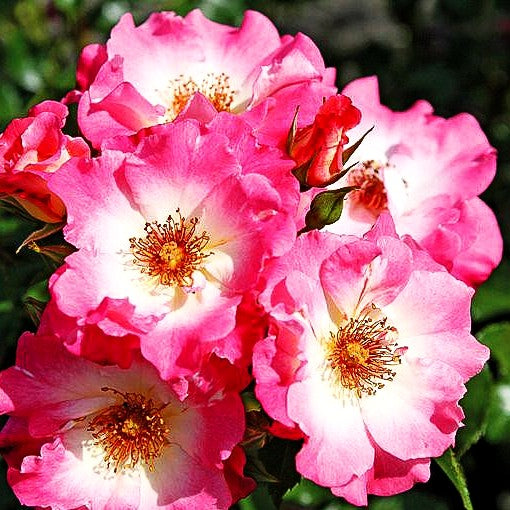 Beetrose 'Dolomiti' (Rosa BT IV)