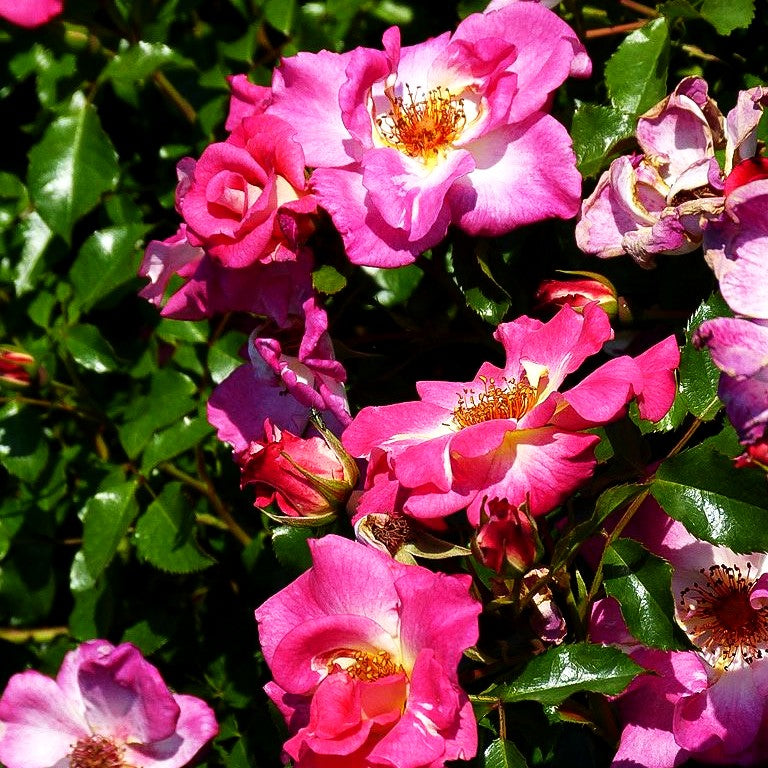 Beetrose 'Dolomiti' (Rosa BT IV)