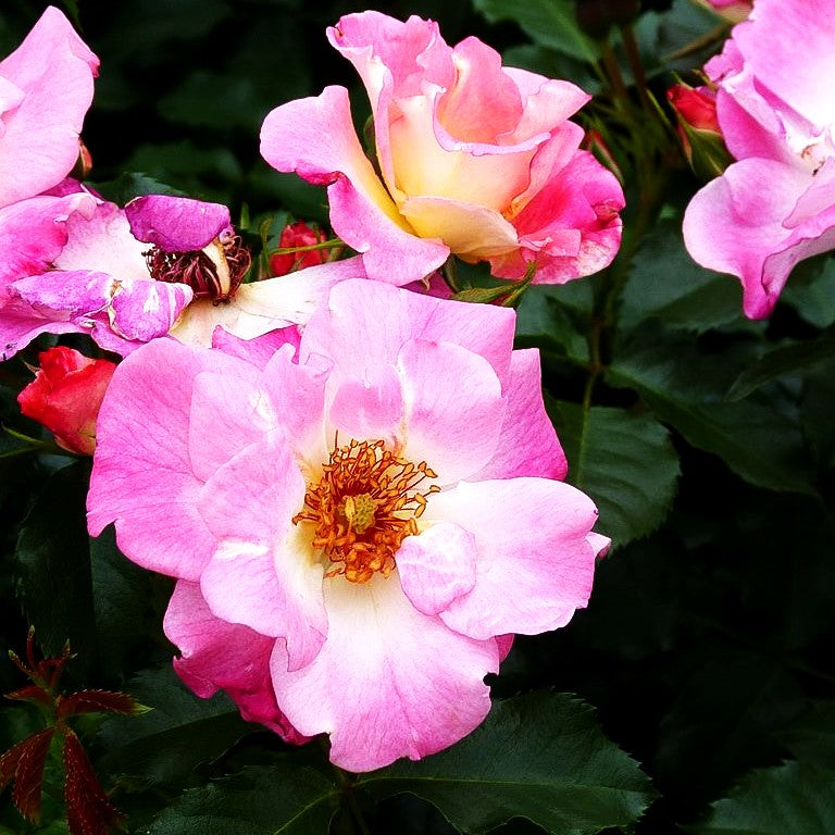 Beetrose 'Dolomiti' (Rosa BT IV)