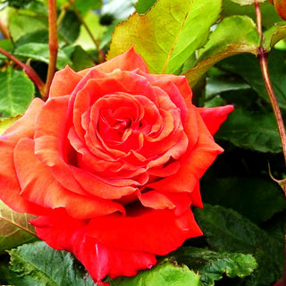Beetrose 'Duftwolke' (Rosa BT II)
