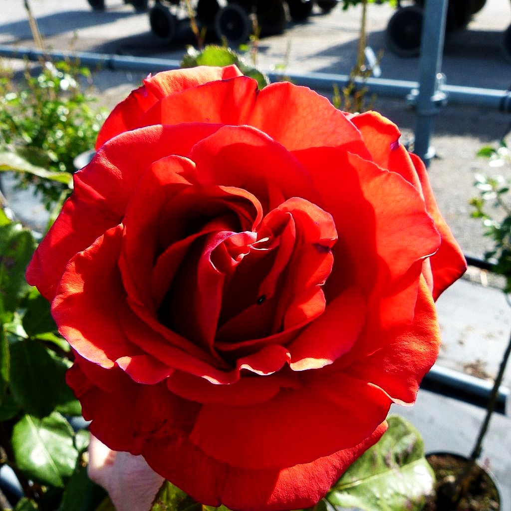 Beetrose 'Duftwolke' (Rosa BT II)