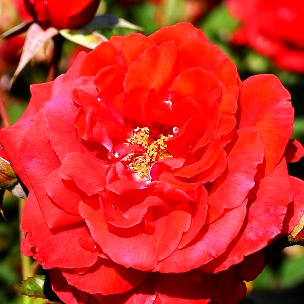 Beetrose 'Duftwolke' (Rosa BT II)