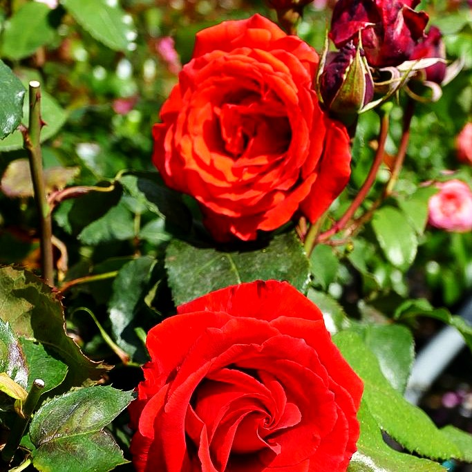 Beetrose 'Duftwolke' (Rosa BT II)