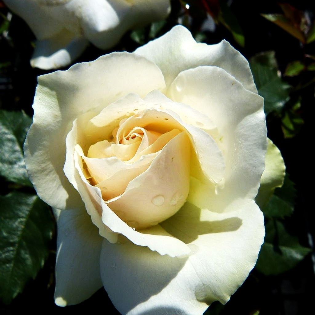 Beetrose 'Edelweiß' (Rosa BT II)