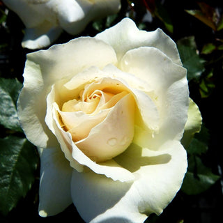 Beetrose 'Edelweiß' (Rosa BT II)