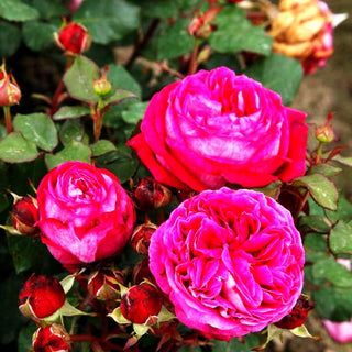 Beetrose 'Freifrau Caroline' -R- (Rosa BT VI)