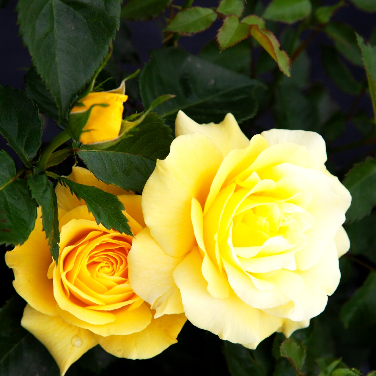 Beetrose 'Friesia' (Rosa BT II)