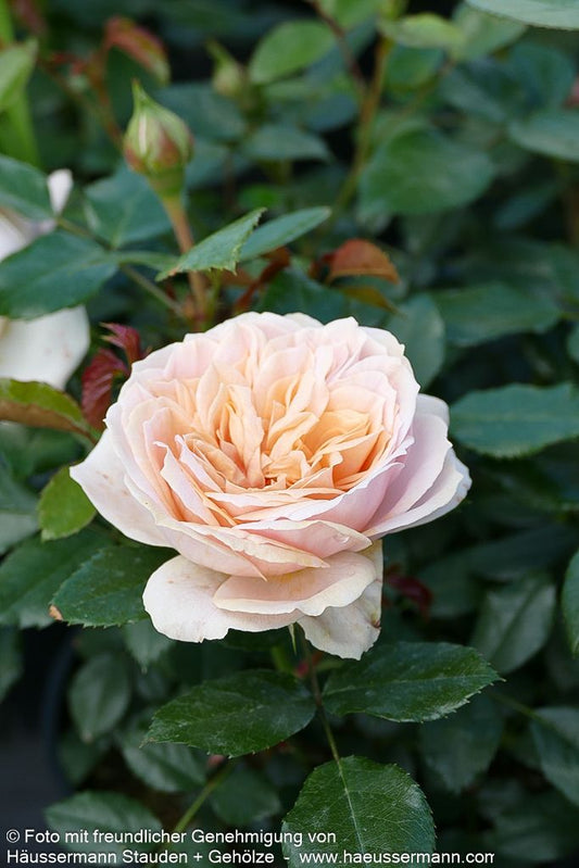 Beetrose 'Garden of Roses' (Rosa  BT IV)