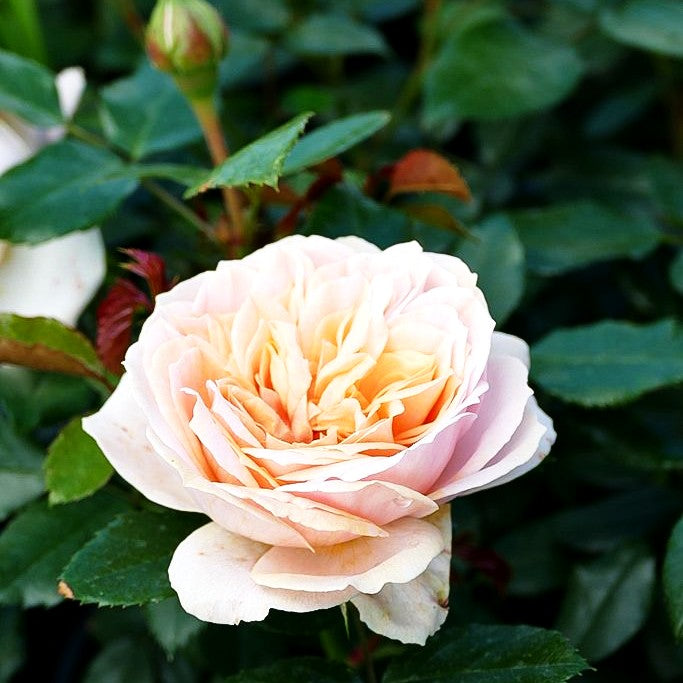 Beetrose 'Garden of Roses' (Rosa BT IV)