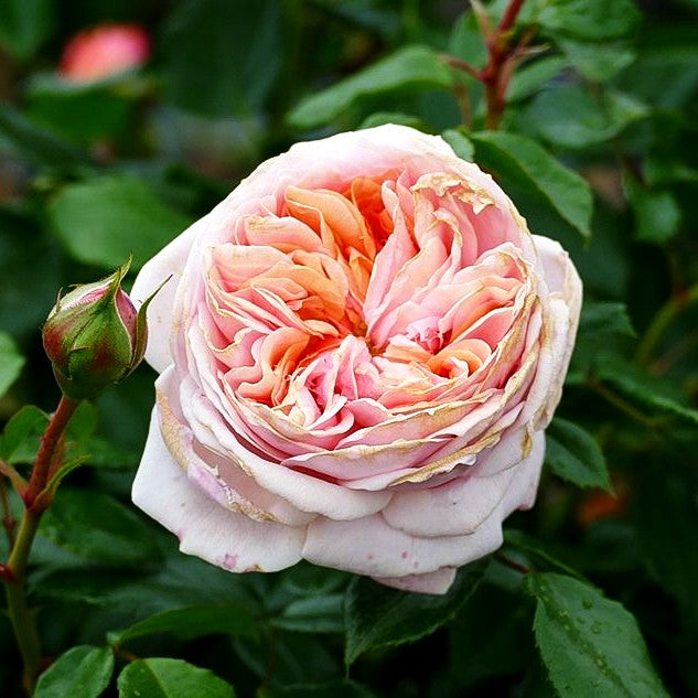 Beetrose 'Garden of Roses' (Rosa BT IV)
