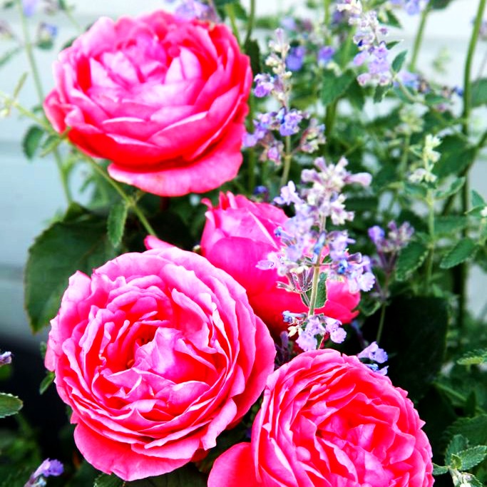 Beetrose 'Gartenprinzess. Marie-José' -R- (Rosa BT VI)