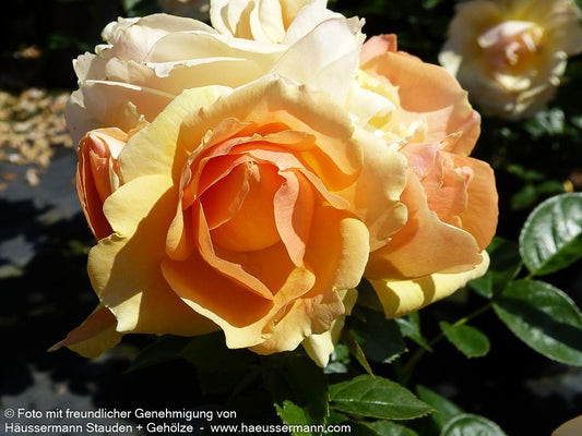 Beetrose 'Hansestadt Rostock'  -R- 'Hansestadt Rostock' (Rosa  BT IV)