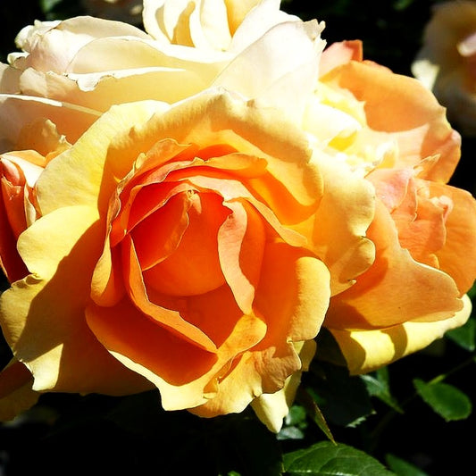 Beetrose 'Hansestadt Rostock' (Rosa BT IV)