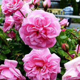 Beetrose 'Home & Garden' (Rosa BT IV)