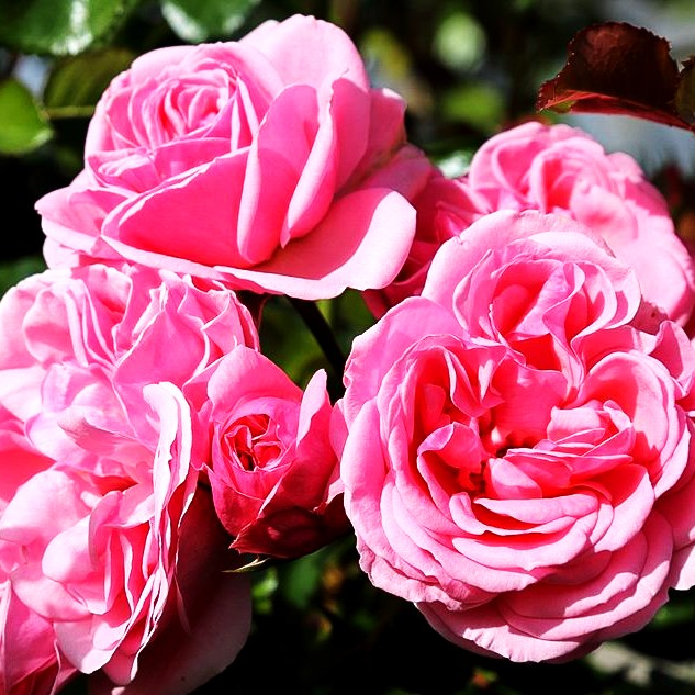 Beetrose 'Home & Garden' (Rosa BT IV)