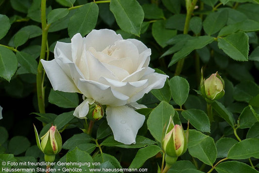 Beetrose 'KOSMOS' (Rosa  BT V)