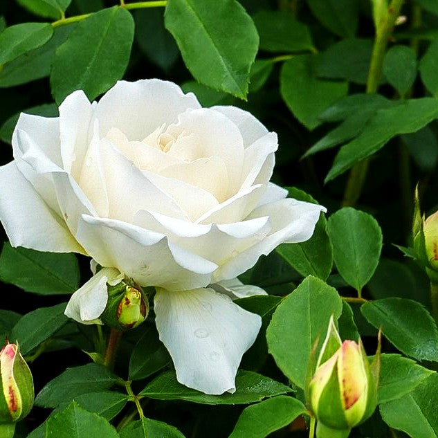 Beetrose 'KOSMOS' (Rosa BT V)