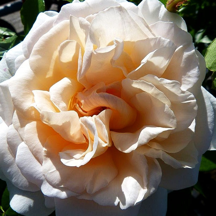 Beetrose 'KOSMOS' (Rosa BT V)