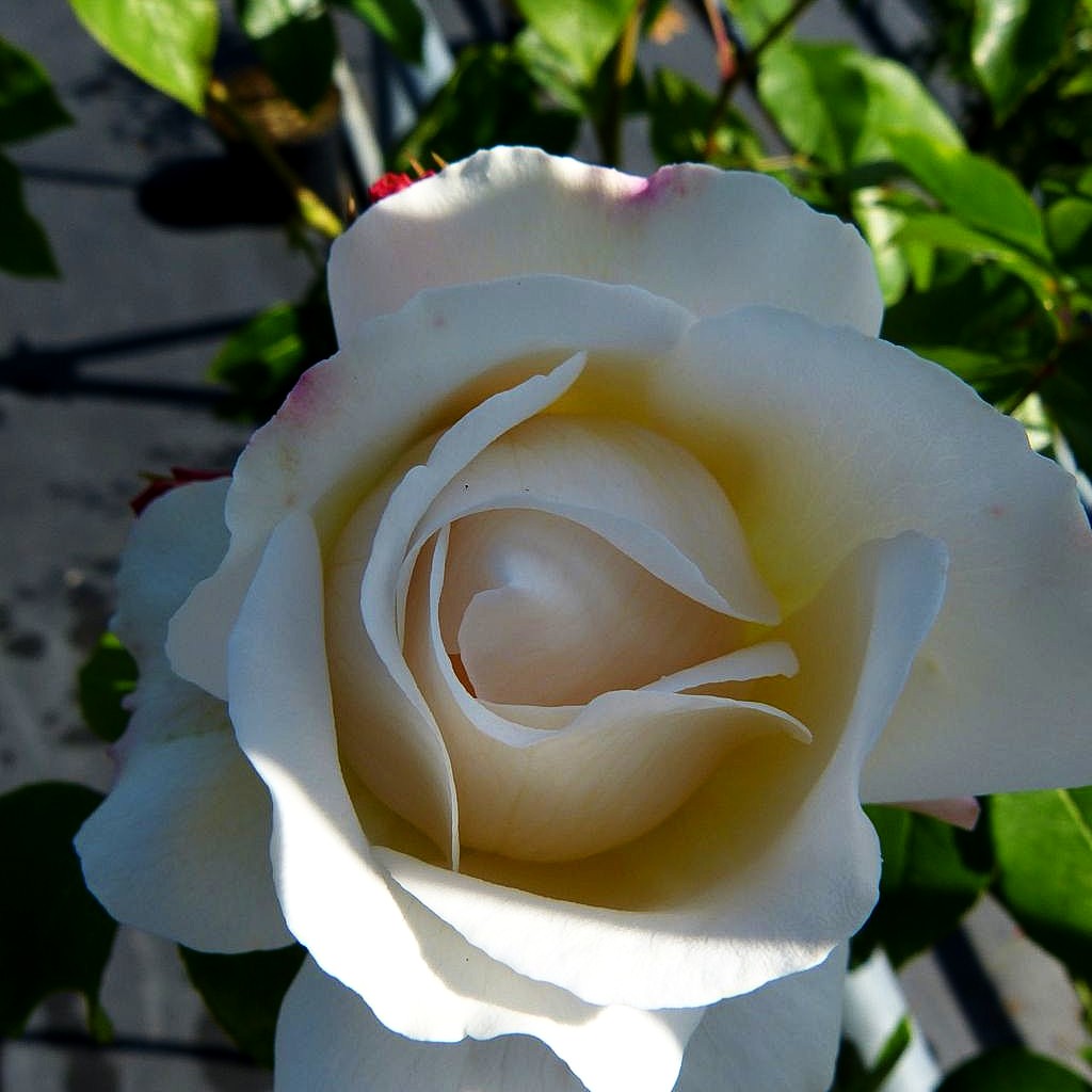 Beetrose 'KOSMOS' (Rosa BT V)