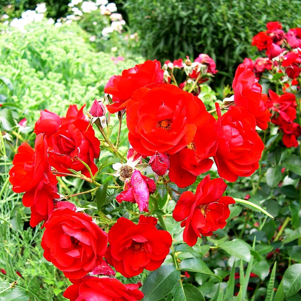 Beetrose 'Kronjuwel' (Rosa BT III)