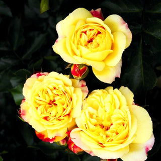 Beetrose 'Lampion' -R- (Rosa BT IV)