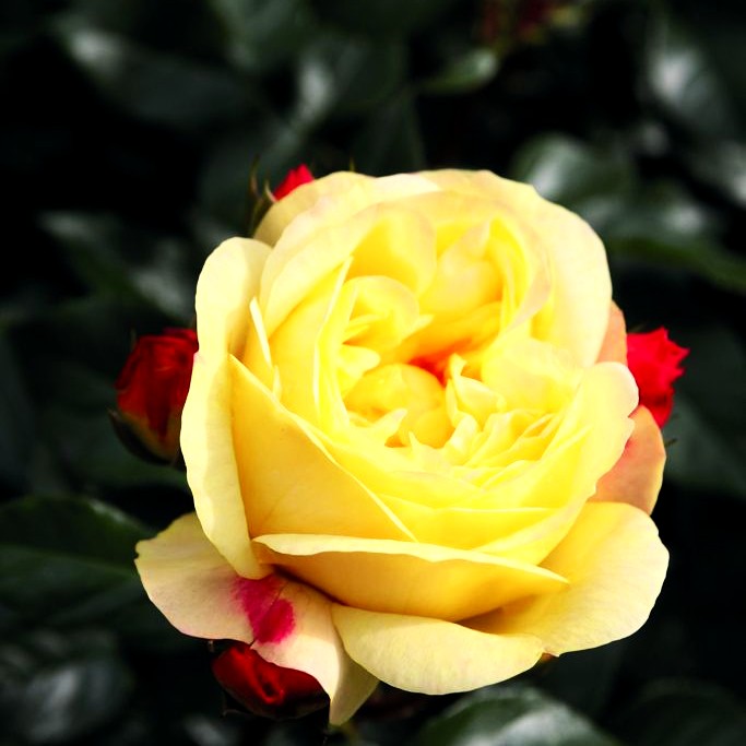 Beetrose 'Lampion' -R- (Rosa BT IV)