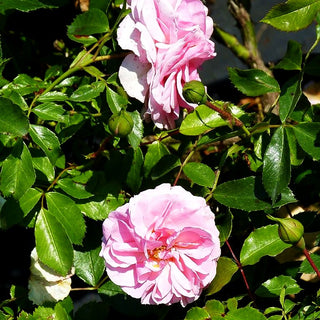 Beetrose 'Larissa' (Rosa BT III)