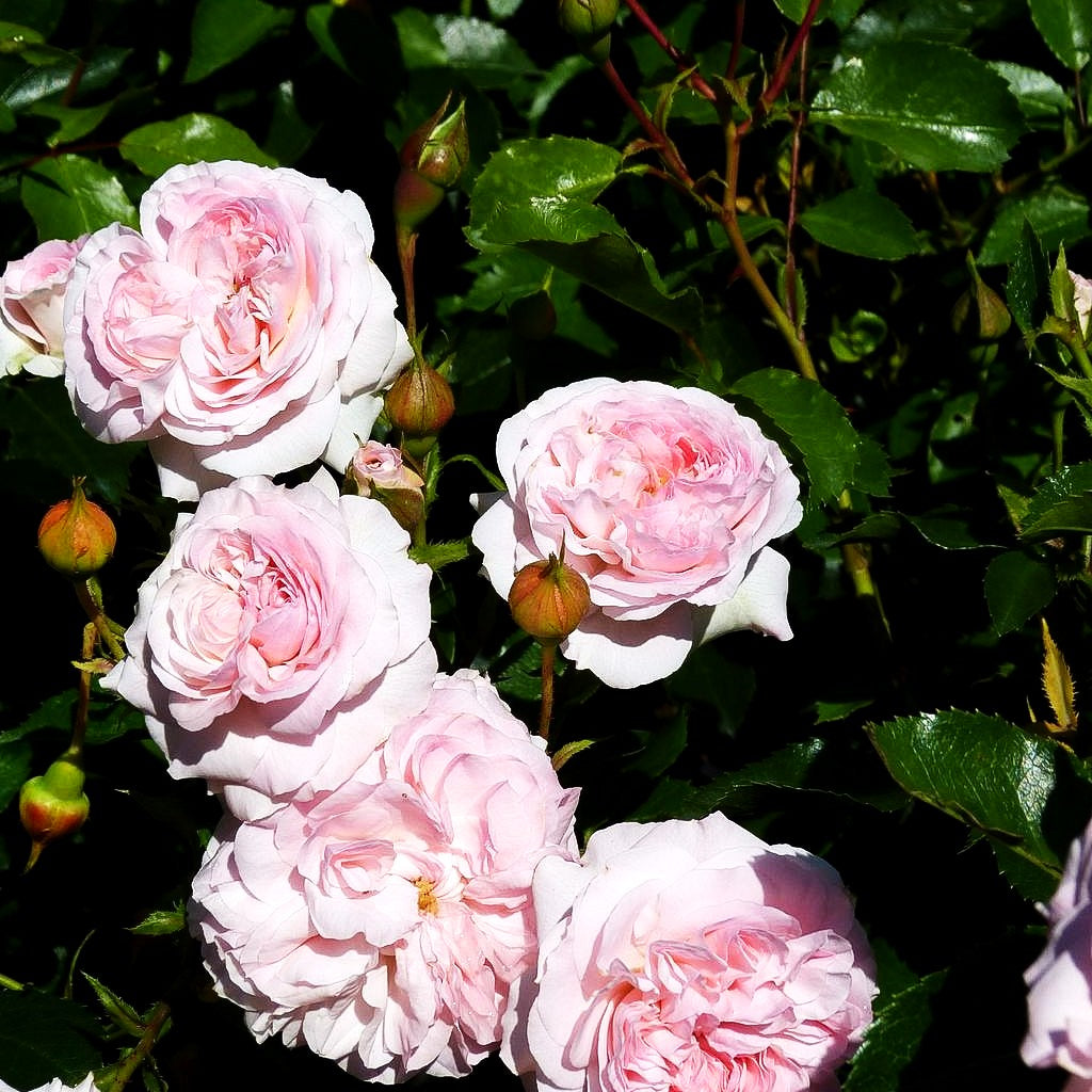 Beetrose 'Larissa' (Rosa BT III)