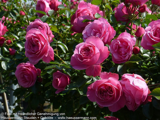 Beetrose 'Leonardo da Vinci'  -R- 'Leonardo da Vinci' (Rosa  BT IV)