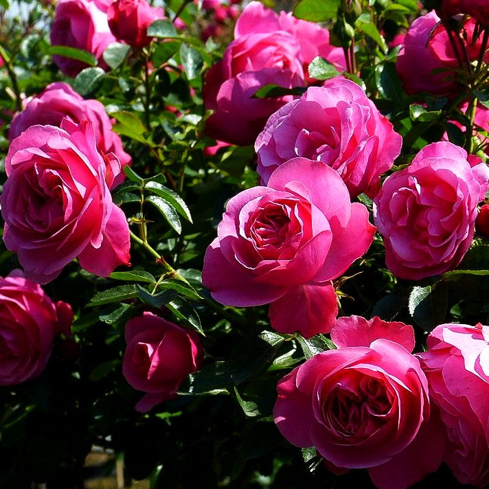 Beetrose 'Leonardo da Vinci' -R- (Rosa BT IV)