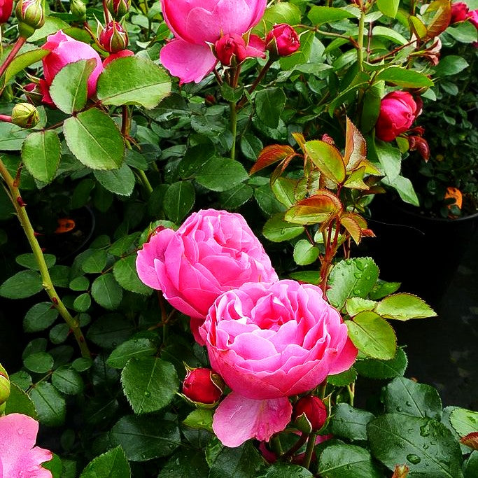 Beetrose 'Leonardo da Vinci' -R- (Rosa BT IV)