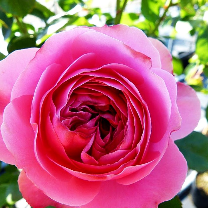 Beetrose 'Leonardo da Vinci' -R- (Rosa BT IV)