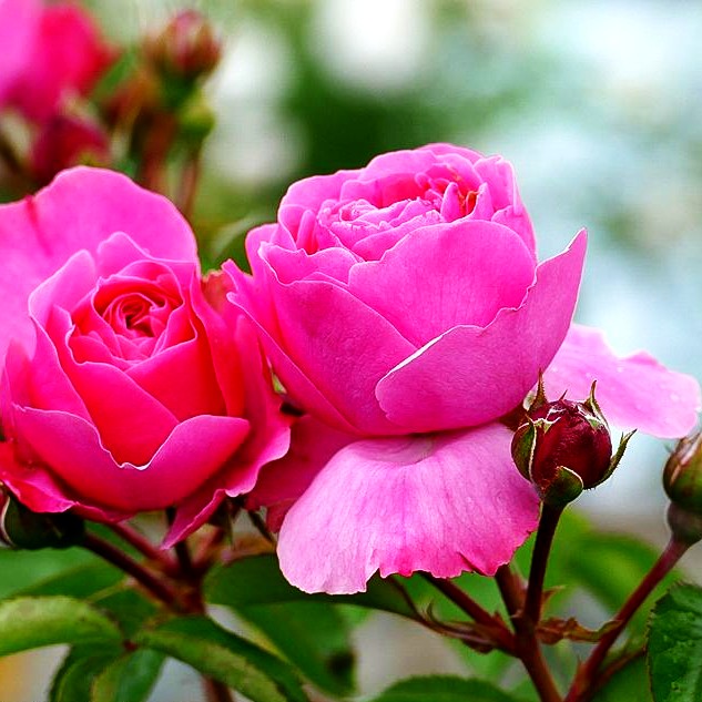 Beetrose 'Leonardo da Vinci' -R- (Rosa BT IV)