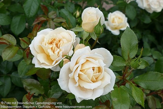 Beetrose 'Lions-Rose'  -R- 'Lionsose' (Rosa  BT V)