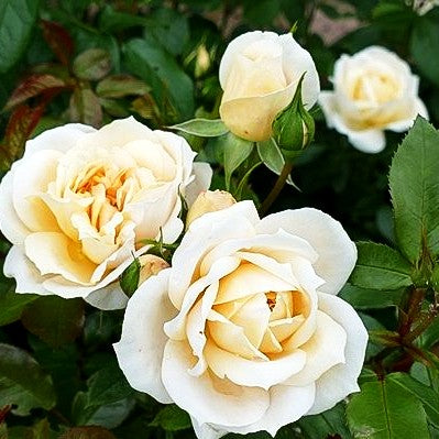 Beetrose 'Lionsose' (Rosa BT V)