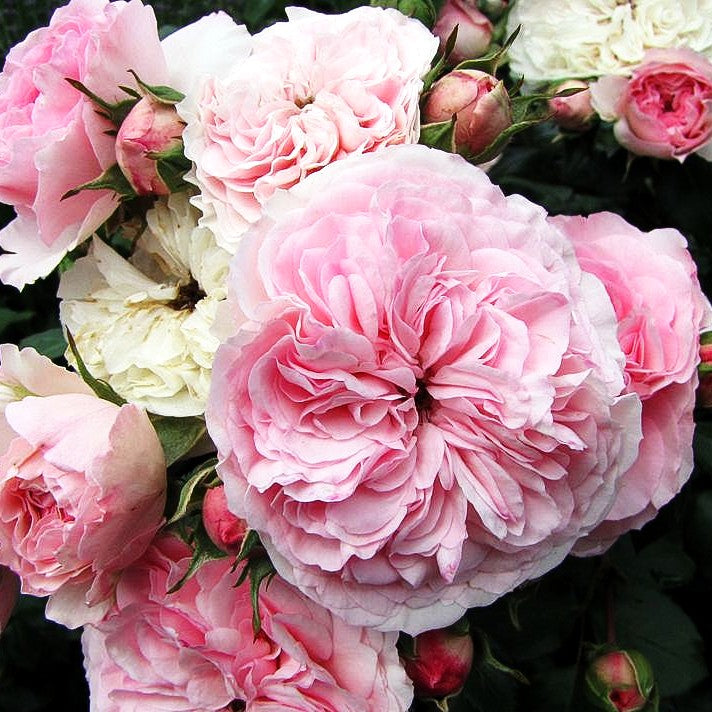 Beetrose 'Mariatheresia' (Rosa BT V)