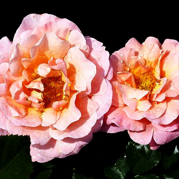 Beetrose 'Marie Curie' (Rosa BT III)