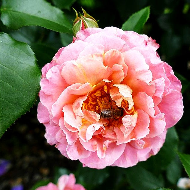 Beetrose 'Marie Curie' (Rosa BT III)