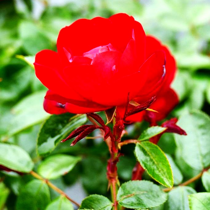 Beetrose 'Milano Kordes' Rose' (Rosa BT III)