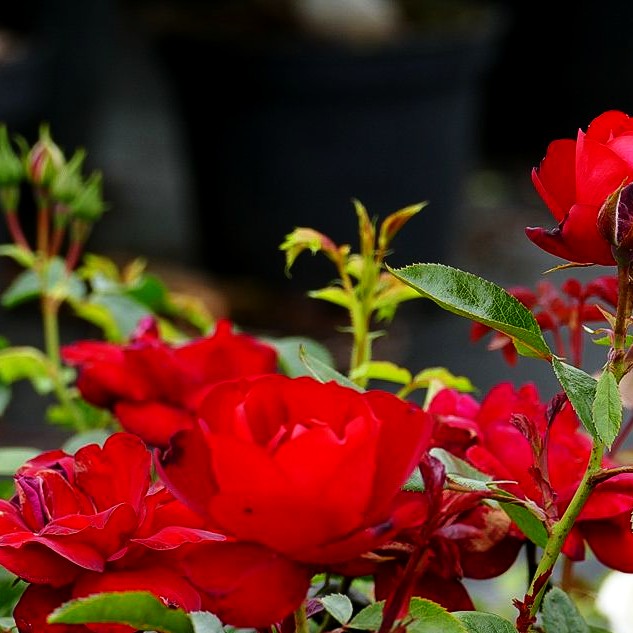 Beetrose 'Milano Kordes' Rose' (Rosa BT III)
