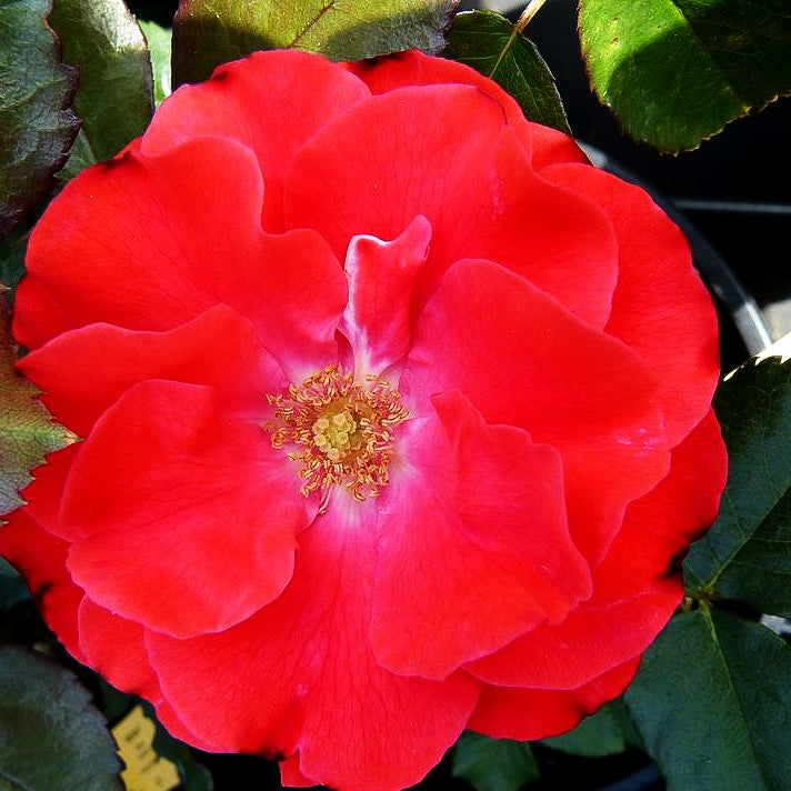 Beetrose 'Montana' (Rosa BT II)