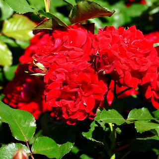 Beetrose 'Nina Weibull' (Rosa BT II)