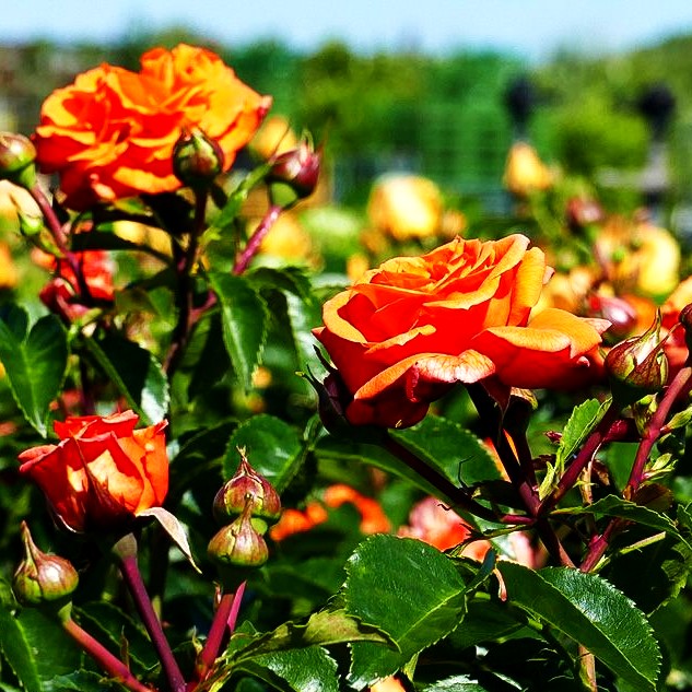 Beetrose 'Orangerie' (Rosa BT III)