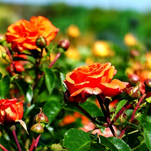 Beetrose 'Orangerie' (Rosa BT III)